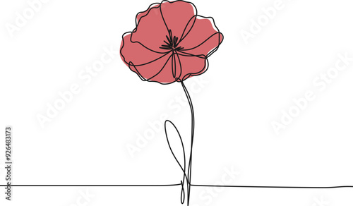 continuous single line drawing of red wild flower, colored corn poppy line art vector illustration photo