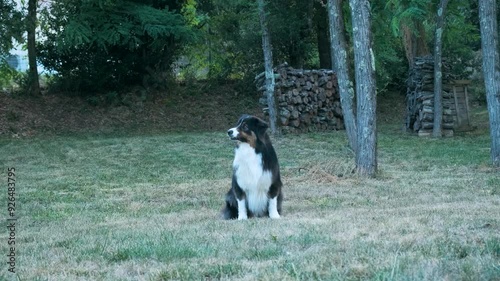 Berger Australien Noir Tricolore, Chien qui joue, chien qui saute pour attraper la balle, chien qui rate la balle photo