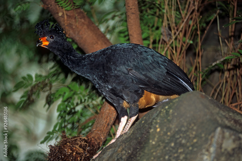 Hocco alector,.Crax alector, Black Curassow photo