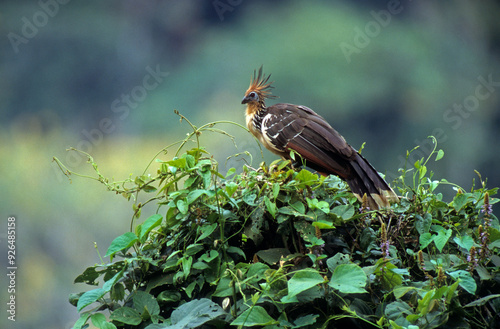 Hoazin huppé,.Opisthocomus hoazin, Hoatzin, Parc national de Manu, Pérou photo