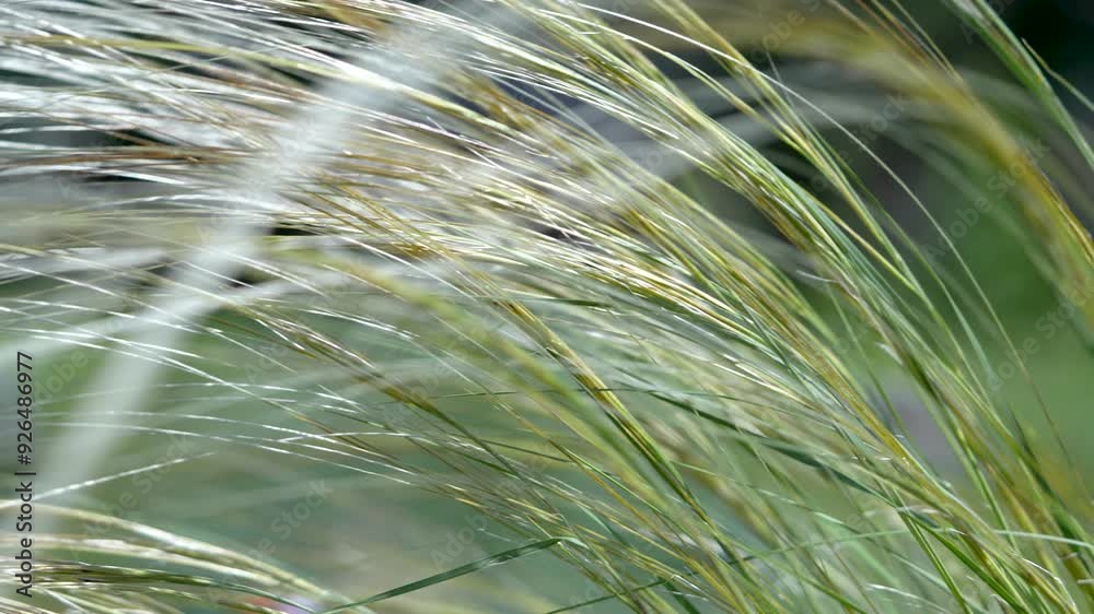 Shiny feather grass Stipa moves weightlessly in wind on blurred natural landscape. Grass bends sways gracefully with breeze, calm open environment, unity with nature, environmental conservation