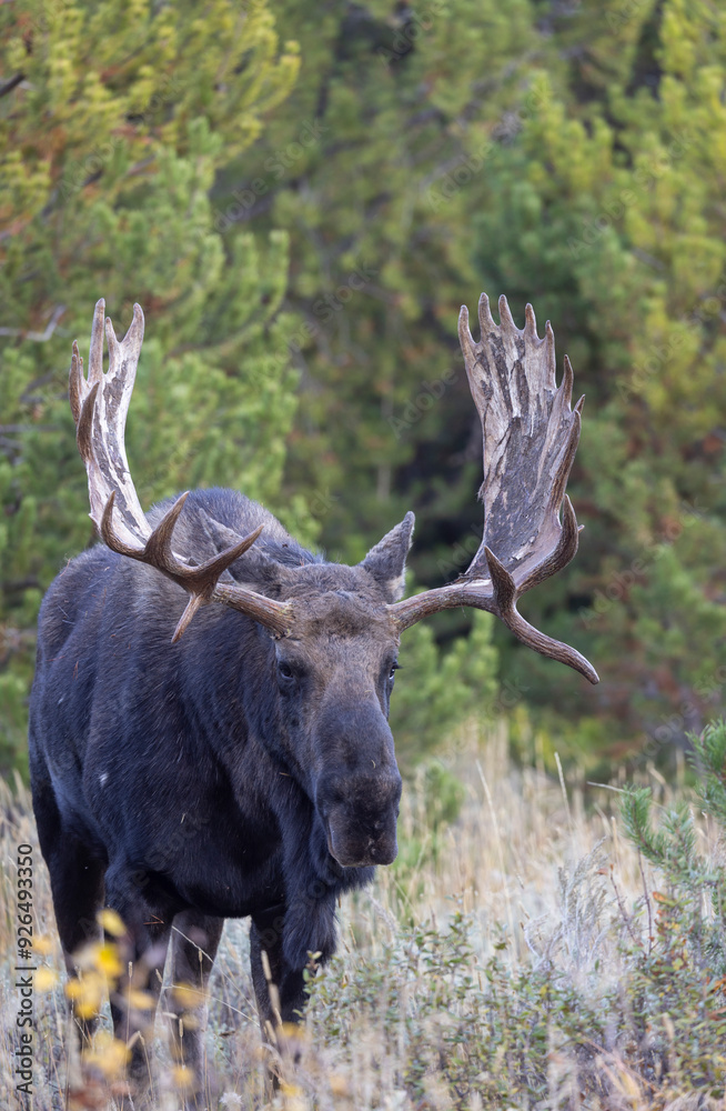 Bull Moose During the Rut in Autumn in Wyoming Bull Moose During the Rut in Autumn in Wyoming