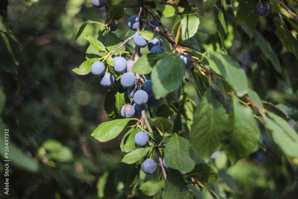 Blue berries hanging on a lush green branch in a wooded area during daylight Blue berries hanging on a lush green branch in a wooded area during daylight