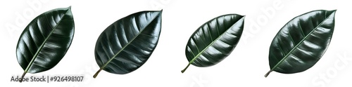 photo of  rubber plant leaf with a glossy dark surface on isolated background
