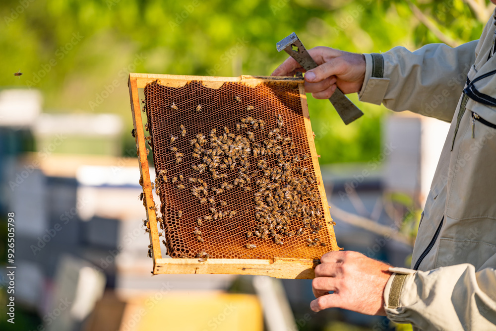 Beekeeper inspecting honeycomb frame in bright outdoor setting. A beekeeper examines a honeycomb frame filled with bees and honey. Beekeeper inspecting honeycomb frame in bright outdoor setting. A beekeeper examines a honeycomb frame filled with bees and honey.