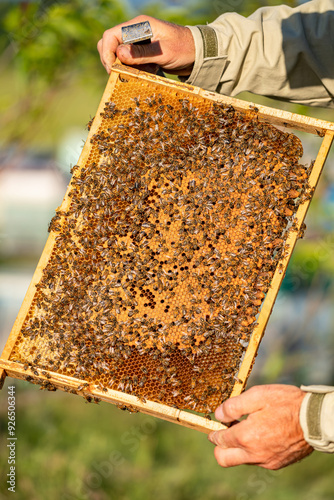 Beekeeper inspecting a honeycomb frame in a sunny garden. A beekeeper holds a honeycomb filled with bees under warm sunlight. photo