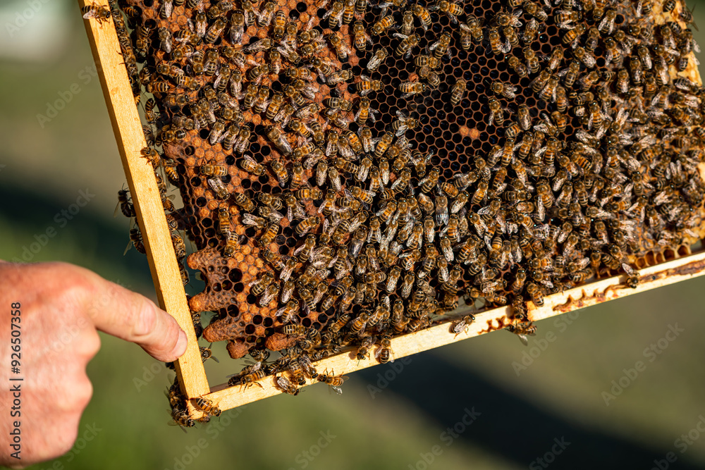 Beekeeper examining a honeycomb frame in a sunny apiary. A beekeeper inspects a honeycomb frame filled with busy bees on a clear day. Beekeeper examining a honeycomb frame in a sunny apiary. A beekeeper inspects a honeycomb frame filled with busy bees on a clear day.