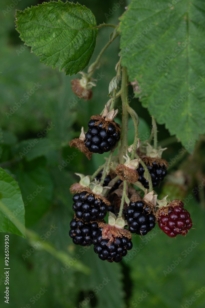 RIPE BLACKBERRIES GROWING ON BRANCH GREEN FOLIAGE RIPE BLACKBERRIES GROWING ON BRANCH GREEN FOLIAGE