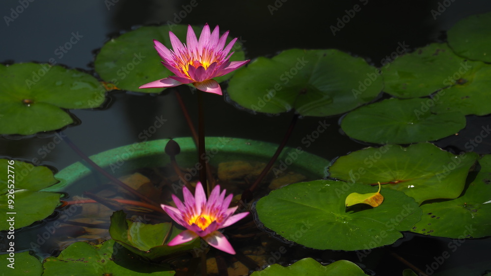 Pink water lily (pink lotus) on upper foreground in focus, another blurred pink flower in lower screen, with background of round leaves and dark water Pink water lily (pink lotus) on upper foreground in focus, another blurred pink flower in lower screen, with background of round leaves and dark water