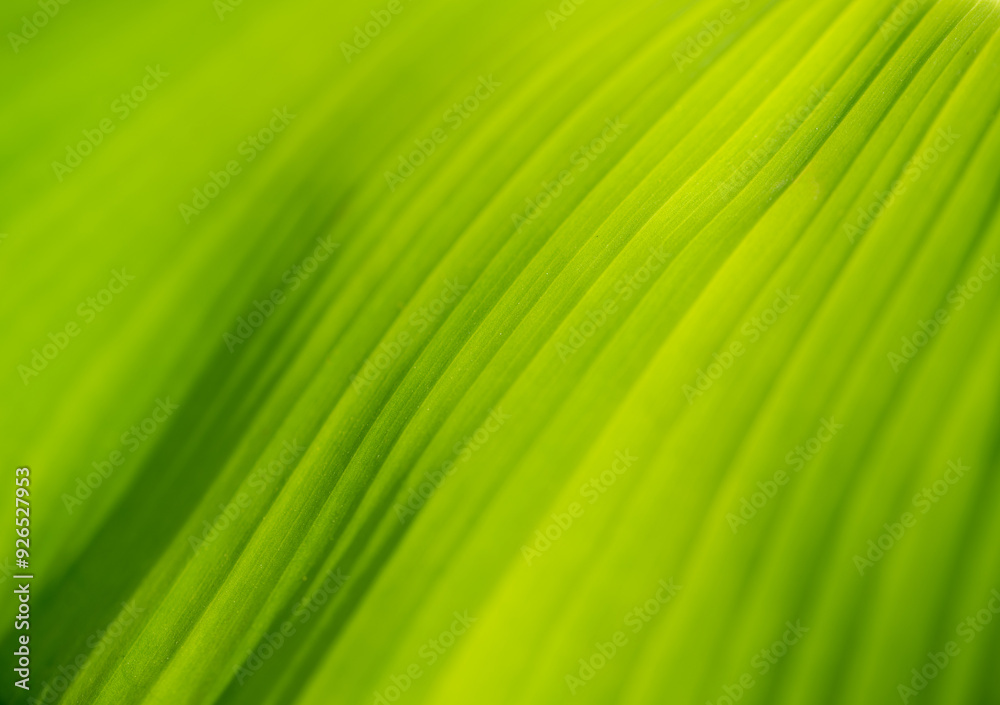 green leaf texture green leaf texture