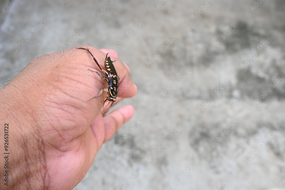 Obraz premium Cockroach are a paraphyletic group of insects belonging to Blattodea. Its other name roaches. It is a house insects. These are found in almost all the houses.