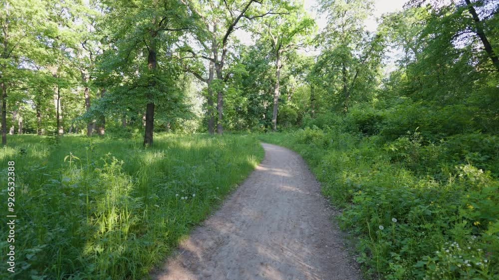 Walk in the summer forest. The rays of the sun break through the branches of trees. Green grass, trees in yellow, green, red leaves. Beautiful path in the forest. Walk in the summer forest. The rays of the sun break through the branches of trees. Green grass, trees in yellow, green, red leaves. Beautiful path in the forest.