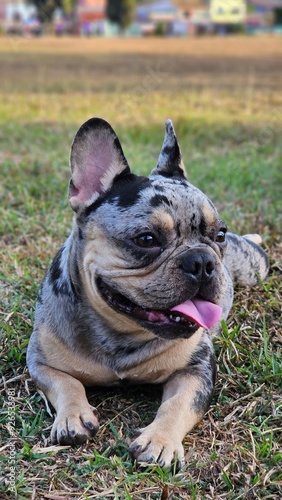 French bulldog