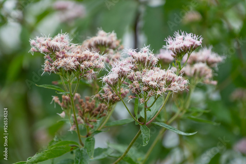 Eupatorium cannabinum flowers, close-up. hemp-agrimony, holy rope. photo