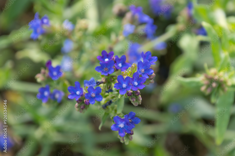 Beautiful blue flowers of Anchusa officinalis, close-up. common bugloss, common alkanet. Beautiful blue flowers of Anchusa officinalis, close-up. common bugloss, common alkanet.
