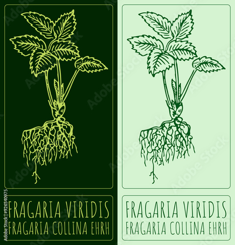 Drawing FRAGARIA VIRIDIS. Hand drawn illustration. Latin name is FRAGARIA COLLINA EHRH.
 photo