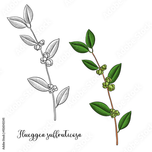 vector drawing plant of Flueggea suffruticosa, herb of traditional chinese medicine, hand drawn illustration photo