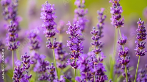 Purple lavender flowers field at summer with burred background