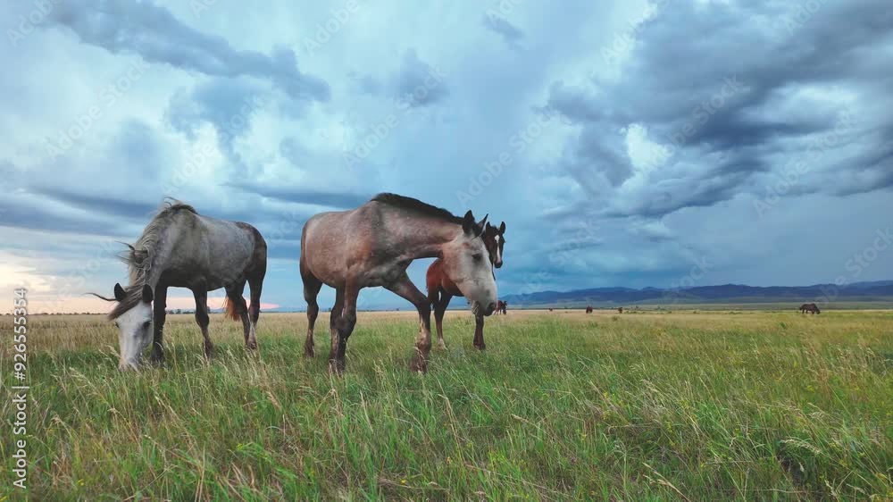 a herd of horses against a stormy sky a herd of horses against a stormy sky