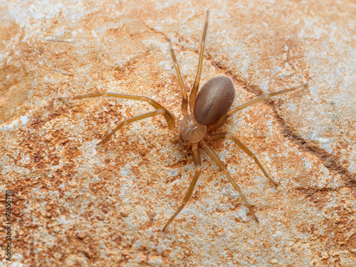 Mediterranean recluse spider, violin spider (Loxosceles rufescens), Brown recluse spider, in its wild habitat.