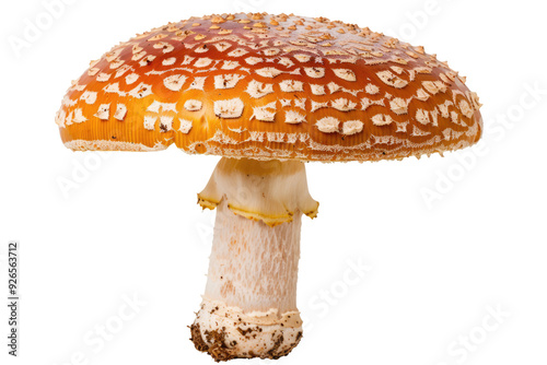 fly mushroom isolated on white or transparent png