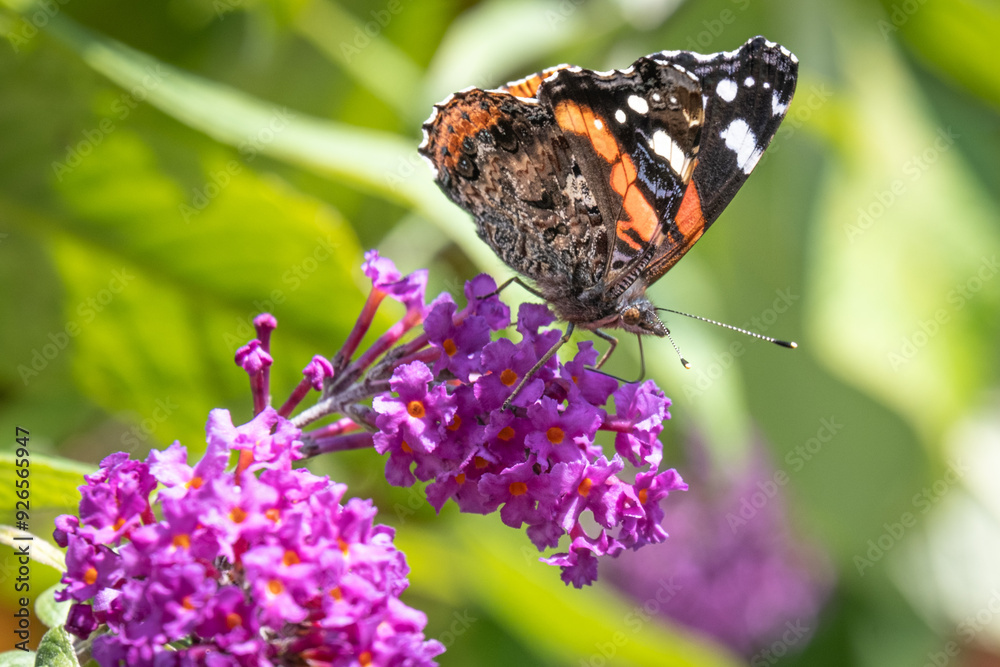Single Red Admiral butterfly feeding on a buddleja flower close up Single Red Admiral butterfly feeding on a buddleja flower close up
