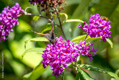 Single Red Admiral butterfly feeding on a buddleja flower close up photo