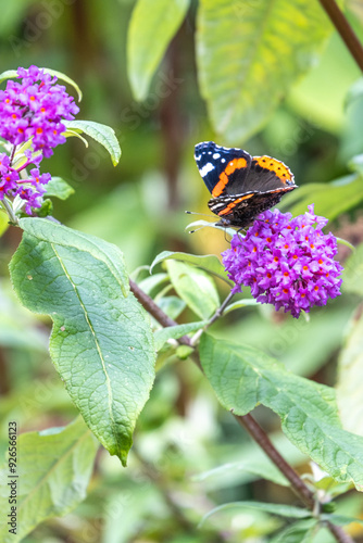 Single Red Admiral butterfly feeding on a buddleja flower close up photo