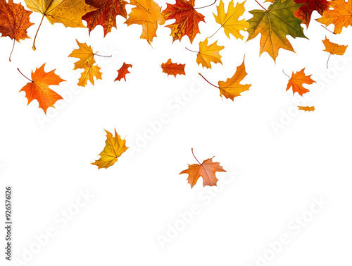 Autumn leaves falling isolated on transparent or white background