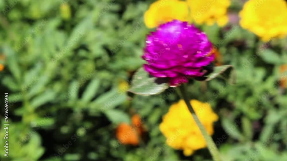 Globe amaranth beautiful purple flowers Globe amaranth beautiful purple flowers
