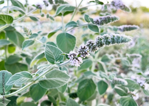 blooming mint with small purple flowers and green leaves