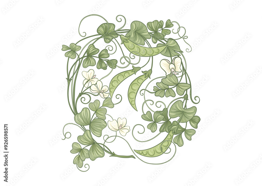 Green peas. Branch with leaves and pods with peas. Clip art, set of elements for design Vector illustration. Outline hand drawing. In art nouveau style, vintage, old, retro style. Green peas. Branch with leaves and pods with peas. Clip art, set of elements for design Vector illustration. Outline hand drawing. In art nouveau style, vintage, old, retro style.