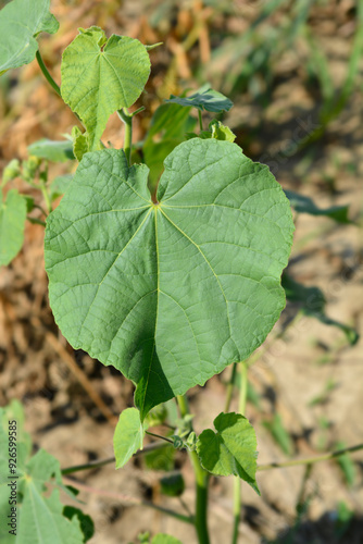 Velvetleaf leaves photo