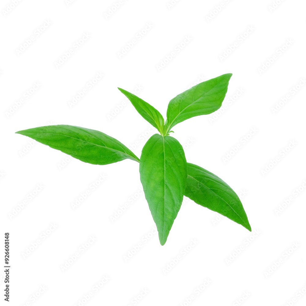 Kariyat leaves close up on white background.
