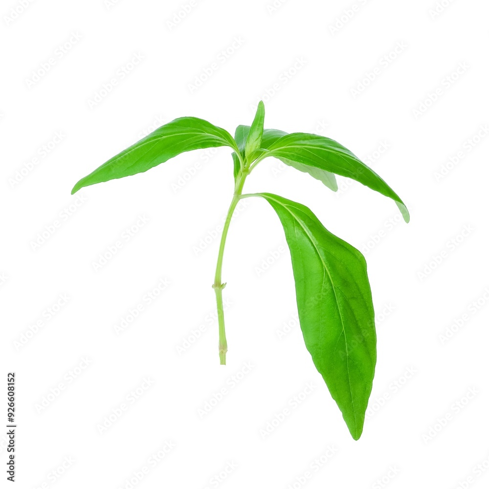 Kariyat leaves close up on white background.