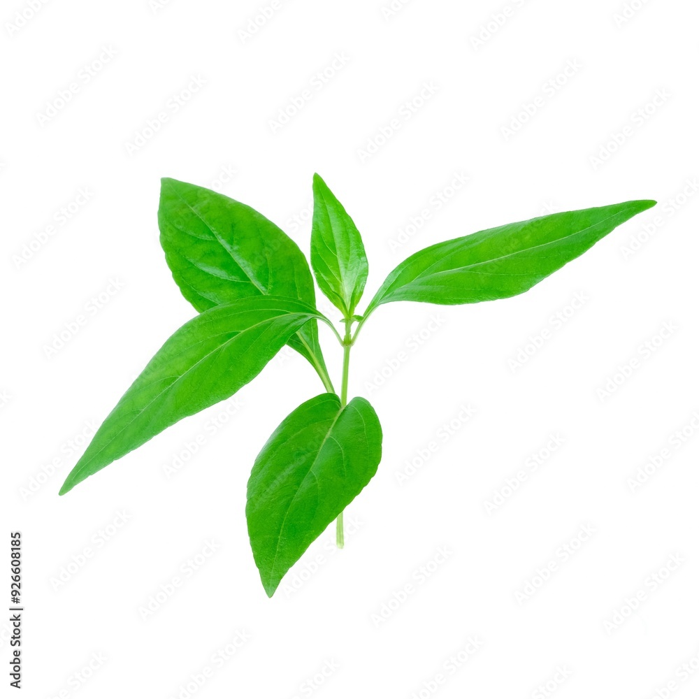 Kariyat leaves close up on white background.