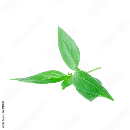Obraz na płótnie Kariyat leaves close up on white background. w salonie