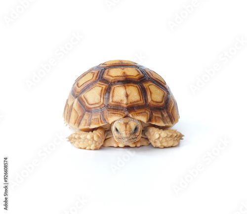 Obraz na płótnie Africa turtle close up on white background. w salonie