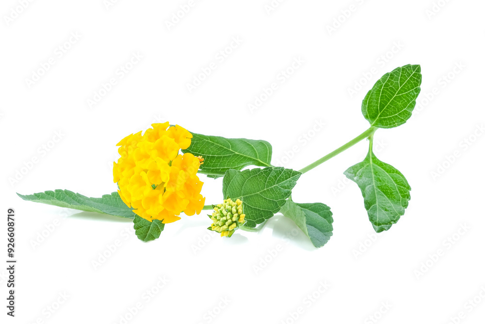 Latana Camara yellow color close up on white background.