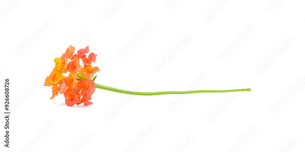 Latana camara flower close up on white background.