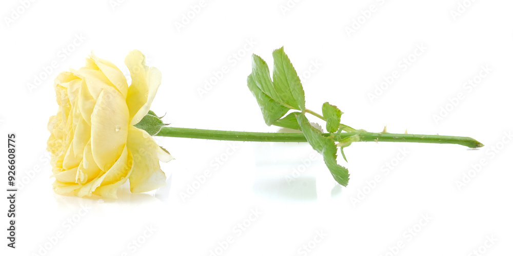Yellow rose close up on white background.
