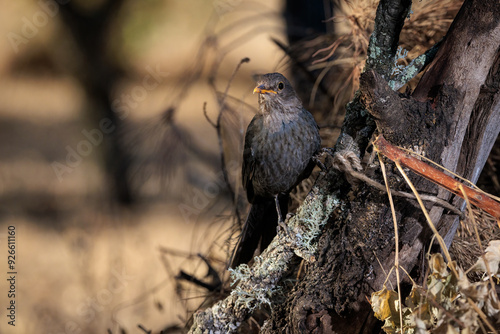 Common blackbird (Turdus merula). photo