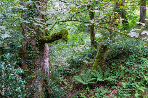 Magical places in the Cantabrian forest