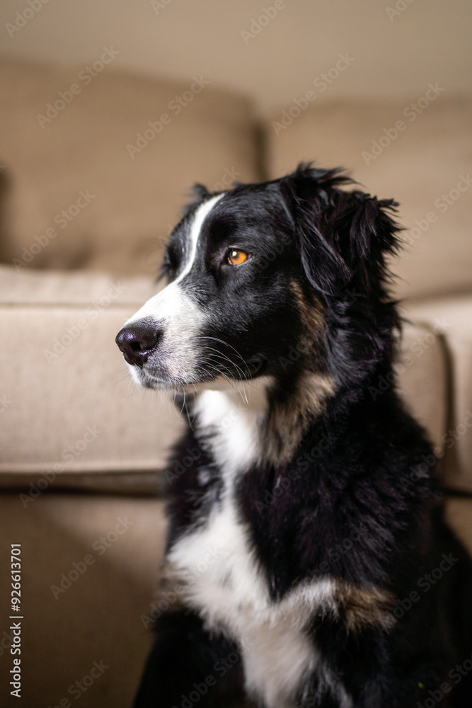 Bernese Mountain Dog Bernese Mountain Dog
