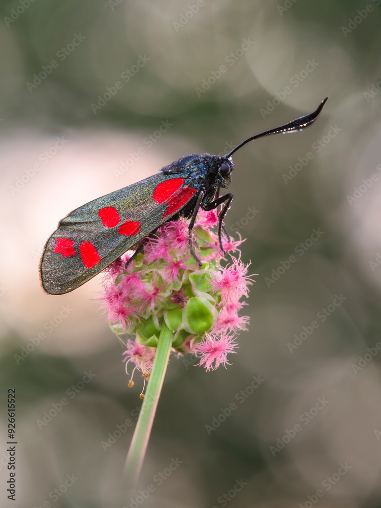 Sechsfleck-Widderchen (Zygaena filipendulae) Sechsfleck-Widderchen (Zygaena filipendulae)