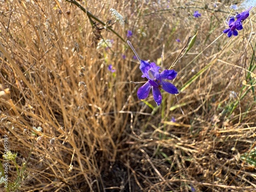 Consolida regalis, known as forking larkspur, rocket-larkspur, and field larkspur. Floral desktop background. Doubtful knight's spur, rocket larkspur. photo