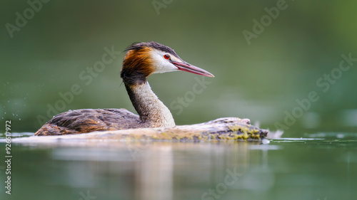 Haubentaucher (Podiceps cristatus) photo