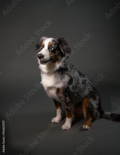 Mini Australian Shepherd