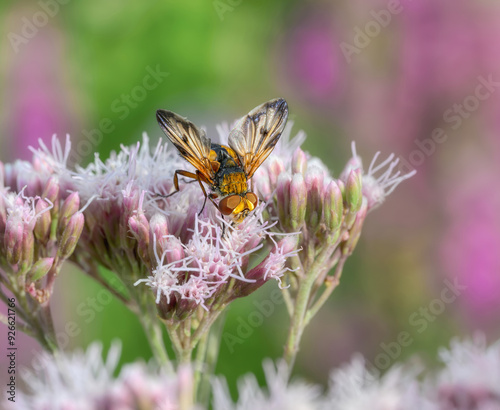 An colorful Tachinid fly, Ectophasia crassipennis a parasitic fly, male, feeding on nectar of flowers Eupatorium cannabinum, hemp-agrimony, in a garden, Germany  photo