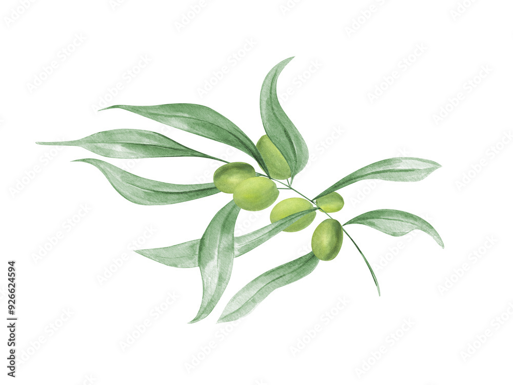 Elegant olive branch with green olives and vibrant leaves. Mediterranean plant in abstract style. Lush foliage. Watercolor illustration. For bistros or gourmet kitchens menu, package decor Elegant olive branch with green olives and vibrant leaves. Mediterranean plant in abstract style. Lush foliage. Watercolor illustration. For bistros or gourmet kitchens menu, package decor